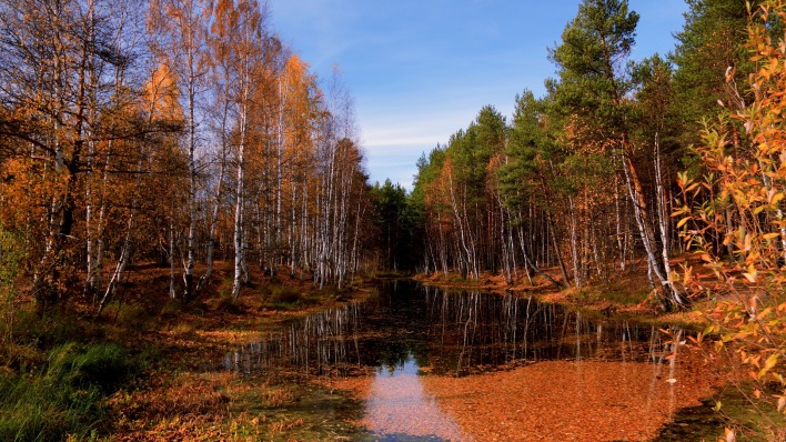 природа деревья река лес осень