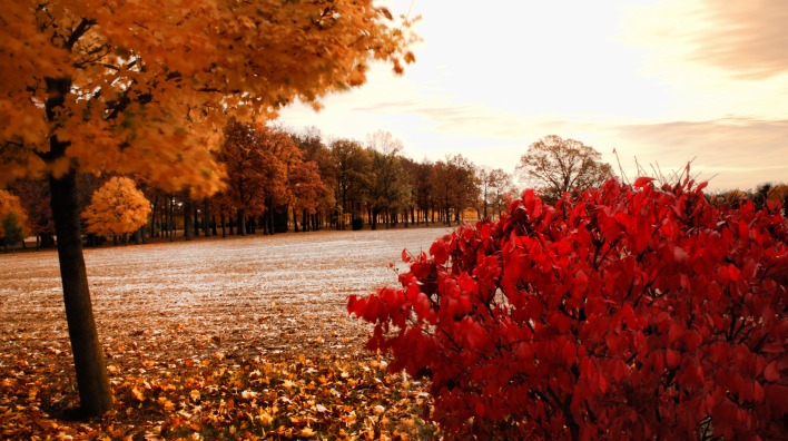 природа деревья осень листья