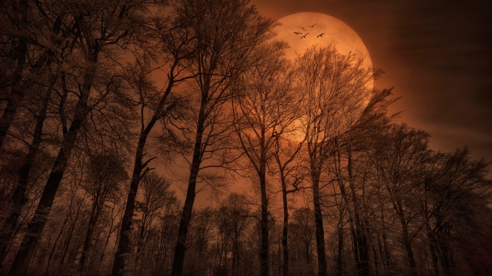 природа деревья луна вечер лес