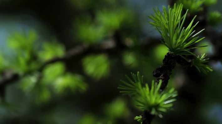 природа ель ветка деревья nature spruce branch trees