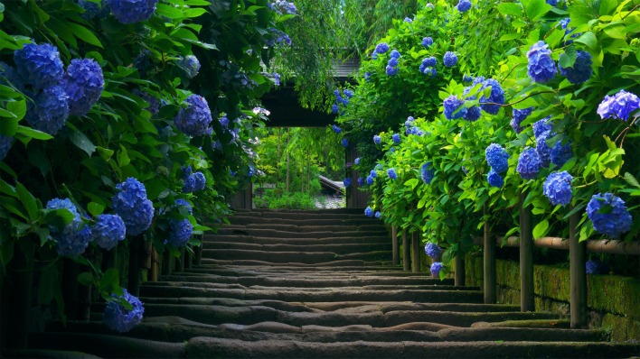 цветы аллея ступеньки flowers alley steps
