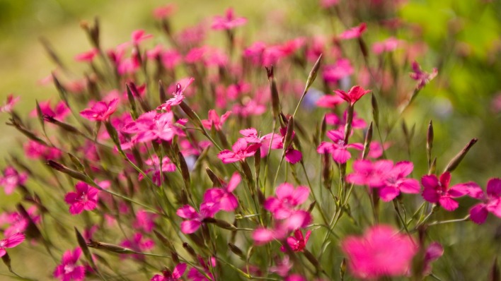 природа цветы розовые трава nature flowers pink grass