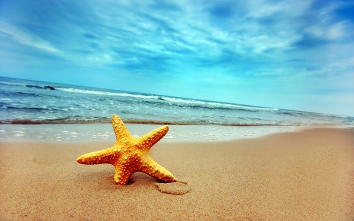 природа морская звезда море пляж nature sea star the beach