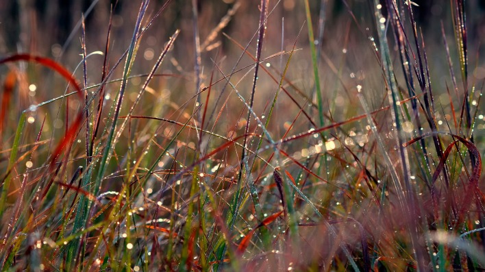 природа трава капли вода роса nature grass drops water Rosa