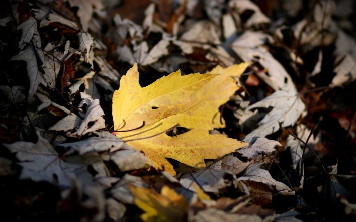 природа лист осень nature sheet autumn