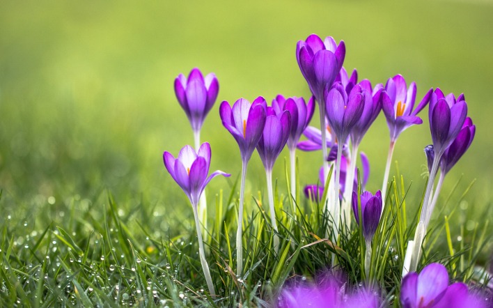 природа цветы фиолетовые трава nature flowers purple grass