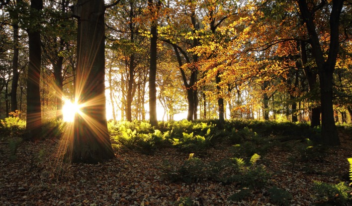 лес лучи осень forest rays autumn