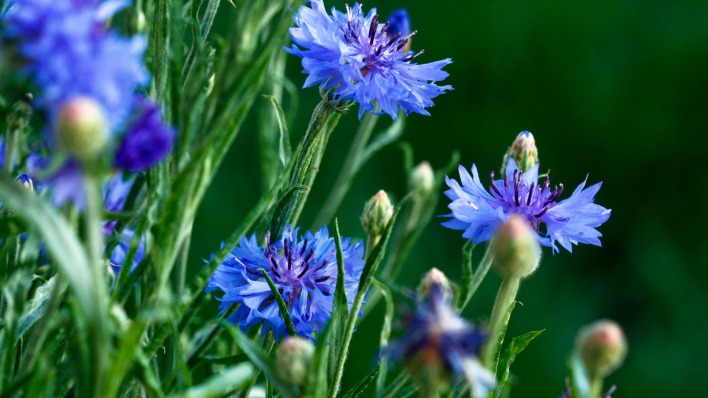 природа цветы синие васильки nature flowers blue cornflowers