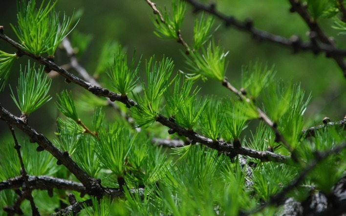 природа ель деревья nature spruce trees