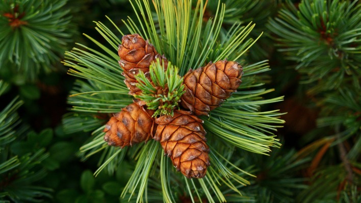 природа деревья шишки ель nature trees cones spruce