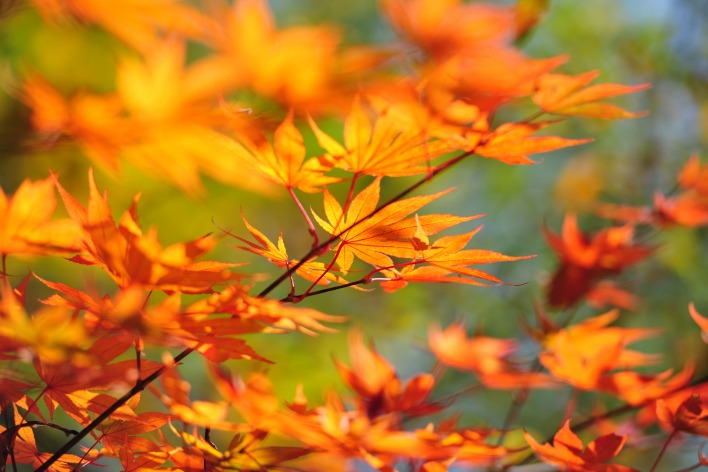 ветка осень branch autumn