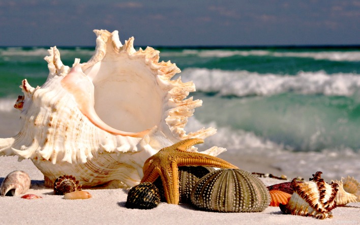 природа раковины ракушки море nature shell shells sea
