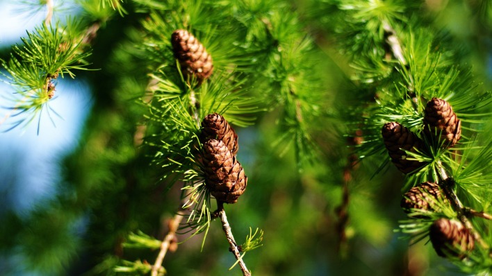 шишки сосна cones pine
