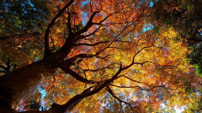 кроны осень деревья лес crown autumn trees forest