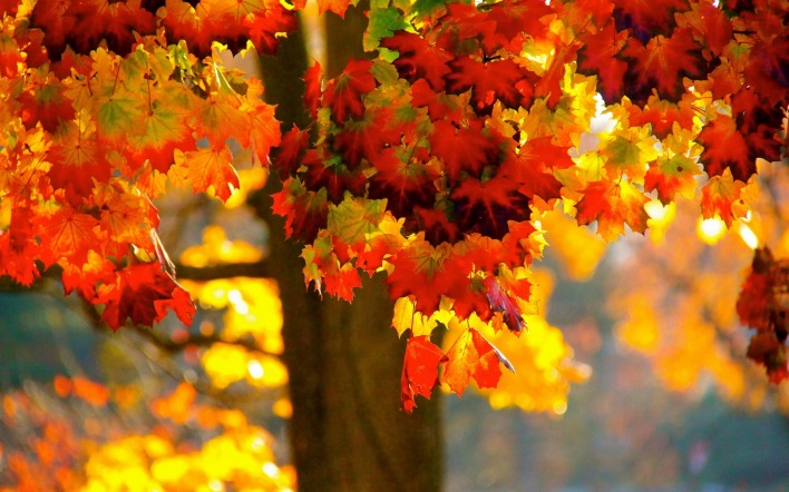 природа деревья листья осень nature trees leaves autumn