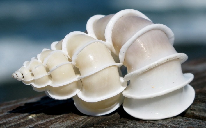 ракушка shell