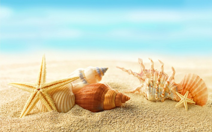 природа раковины песок пляж морская звезда nature shell sand the beach sea star