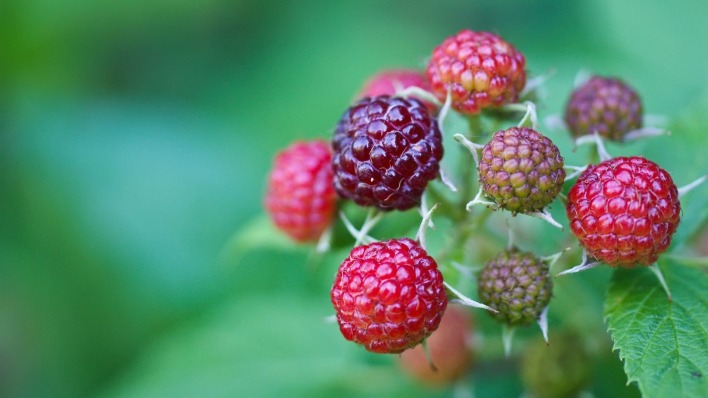 природа еда малина ягоды nature food raspberry berries