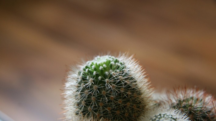 природа кактус nature cactus