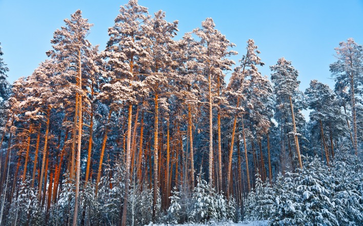 деревья лес зима снег иней trees forest winter snow frost