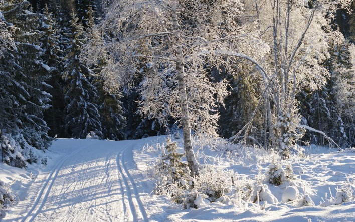 дорога снег лес road snow forest
