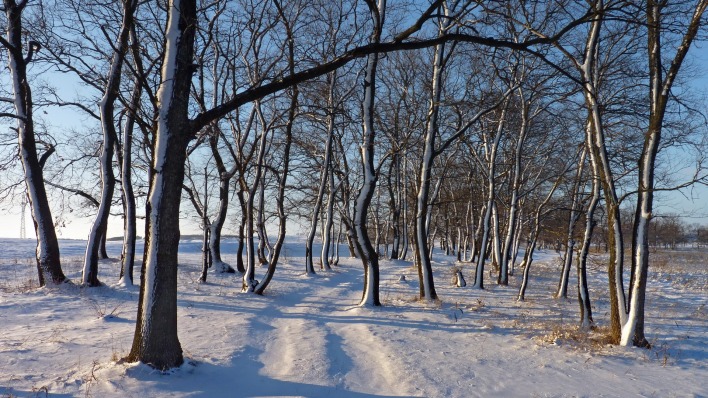 природа деревья снег nature trees snow