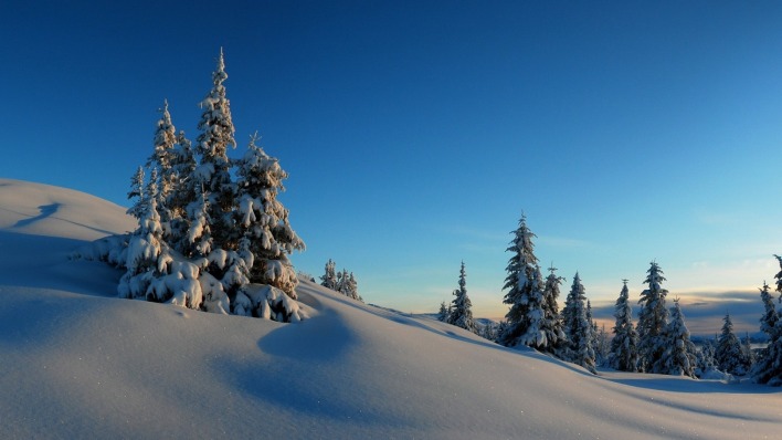 природа снег деревья зима