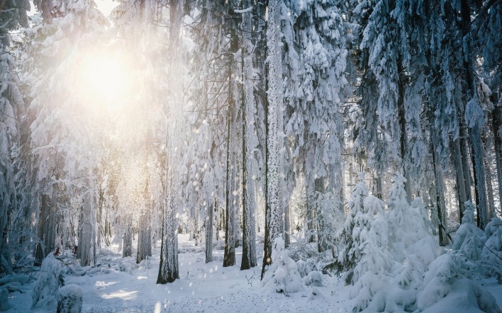 снег лес лучи snow forest rays