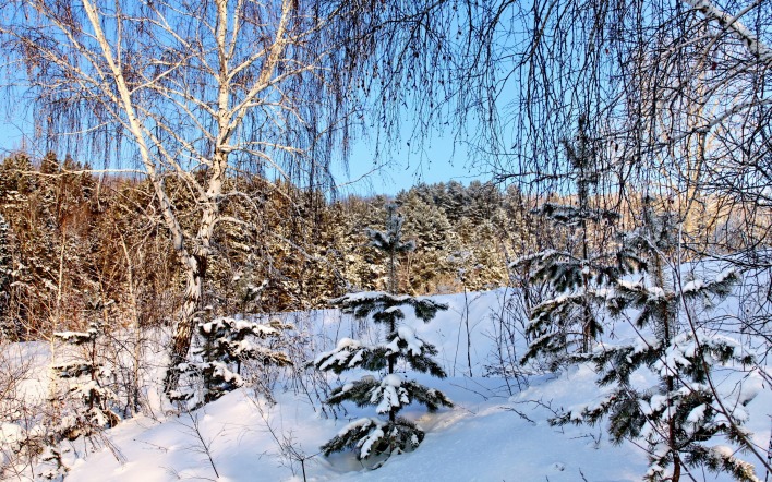 снег березы зима snow birch winter