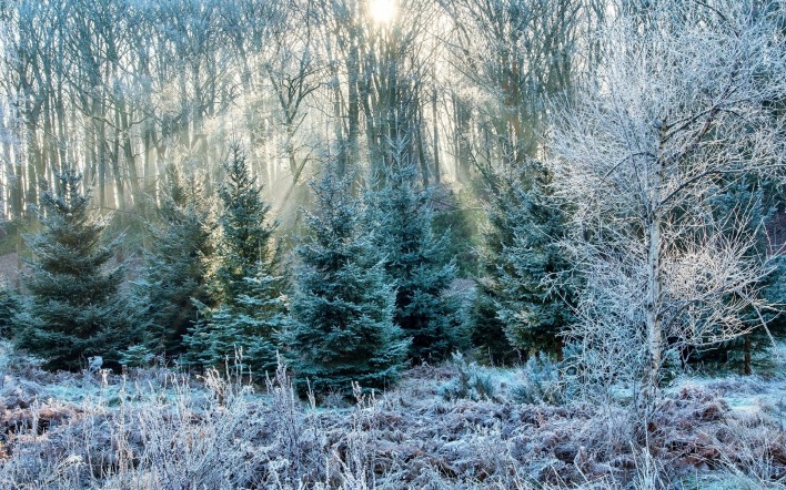 иней деревья лучи frost trees rays