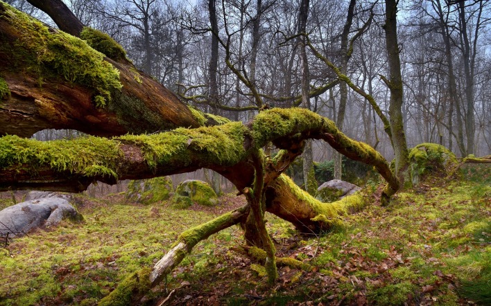 лес мох дерево forest moss tree