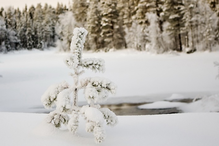 снег ель зима snow spruce winter