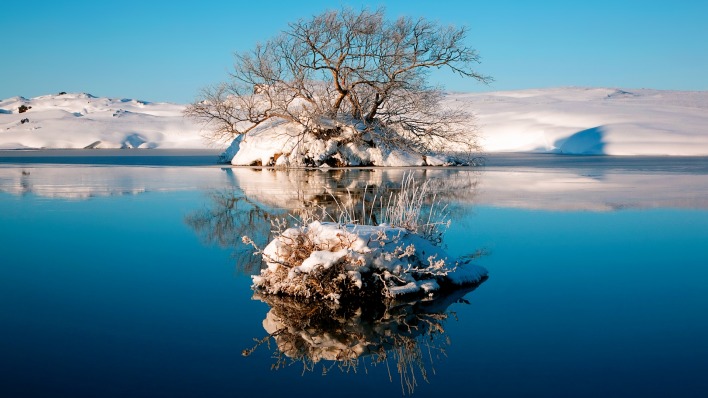 дерево островок снег озеро tree island snow the lake