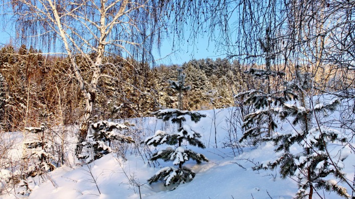 снег зима береза snow winter birch