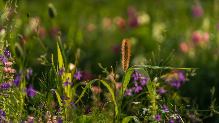 трава цветы поле