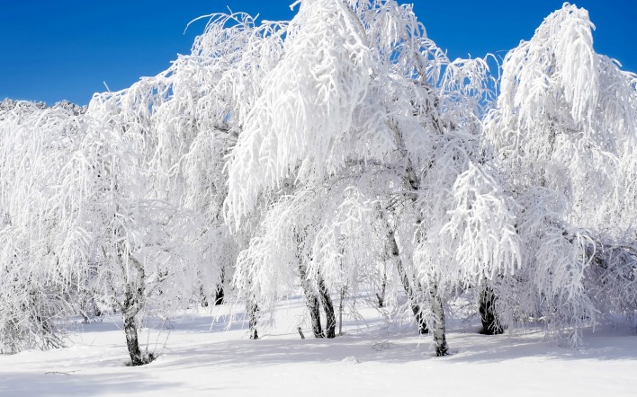 природа снег деревья