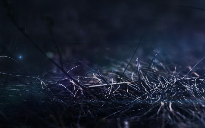 трава темнота grass darkness