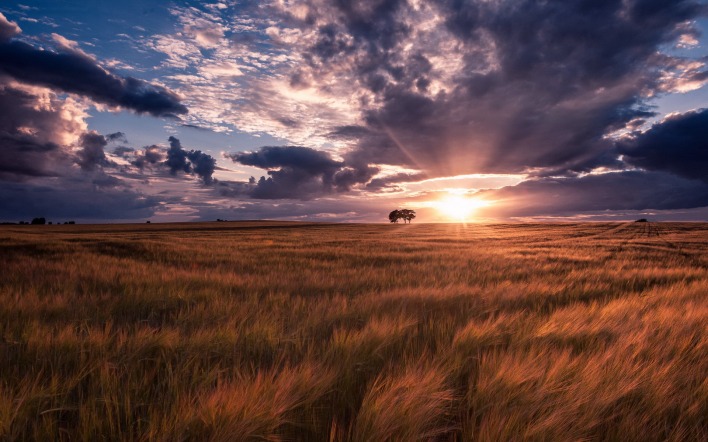 степь закат трава the steppe sunset grass