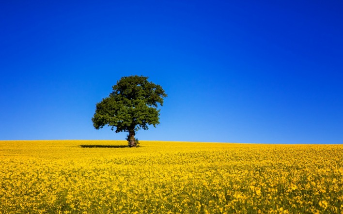 поле дерево желтое