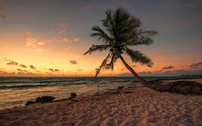 природа море пальма горизонт деревья берег