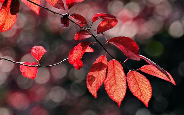 ветка листья красные осень branch leaves red autumn