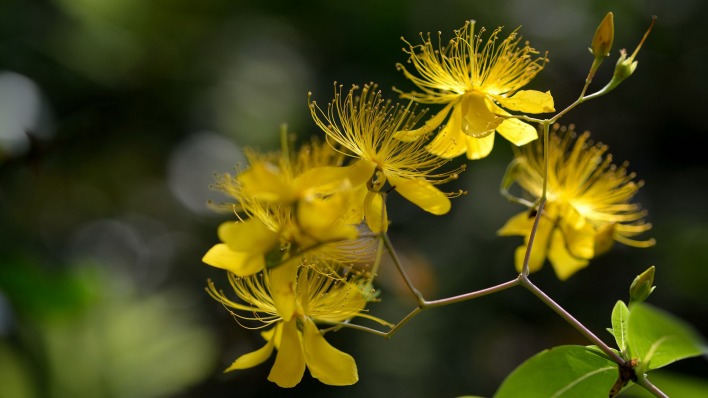цветы макро желтые