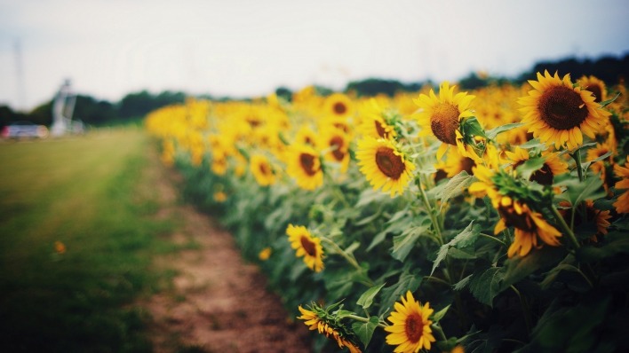 подсолнухи поле sunflowers field