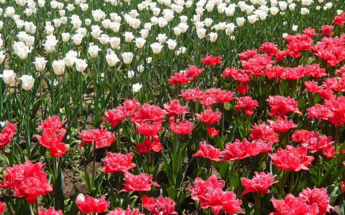 природа цветы белый красные тюльпаны