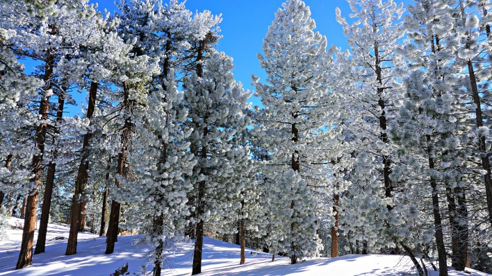 природа деревья лес снег зима