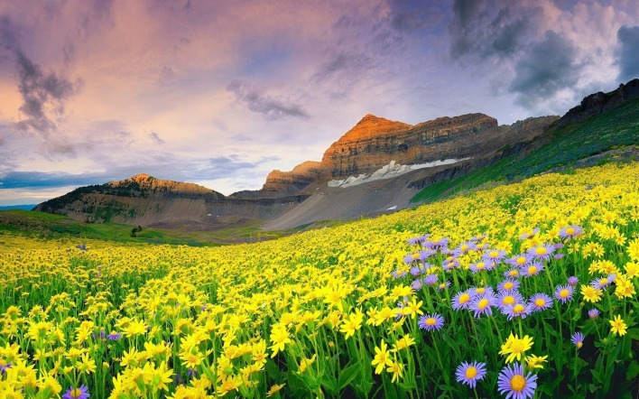 природа цветы горы скалы