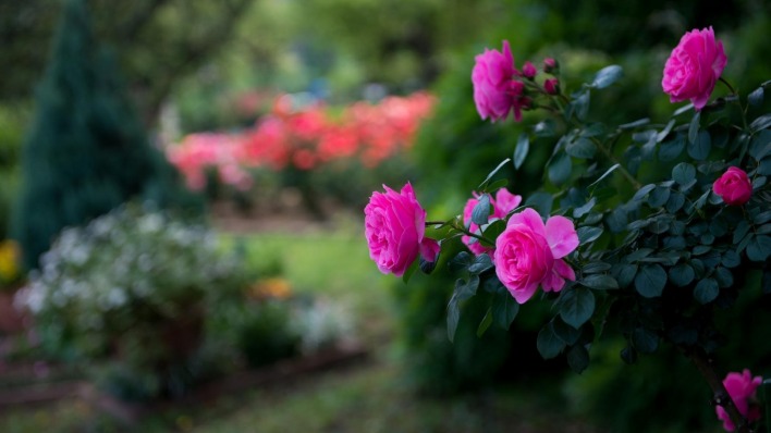 розы кустарные сад