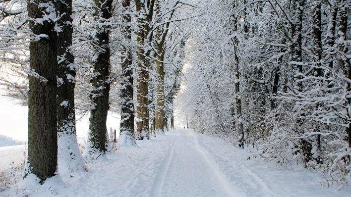 дорога снег зима лес