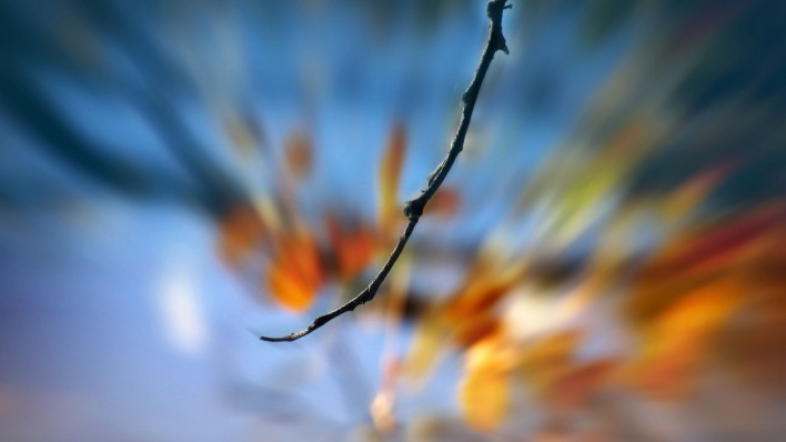 ветка размытость branch blur