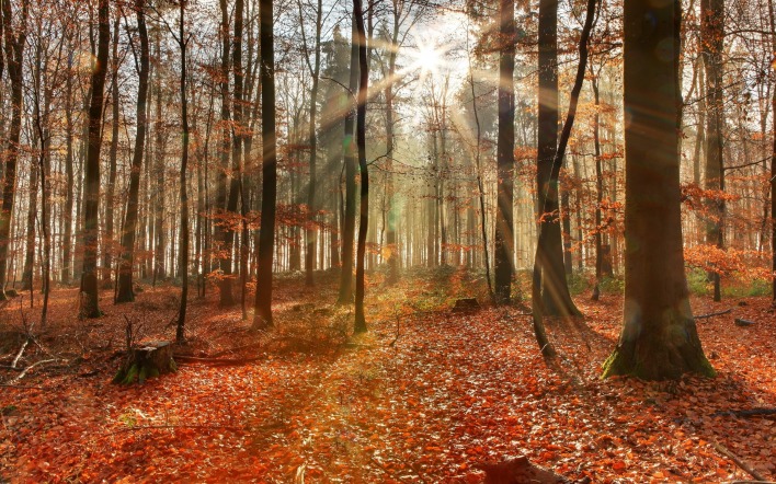природа лес деревья осень